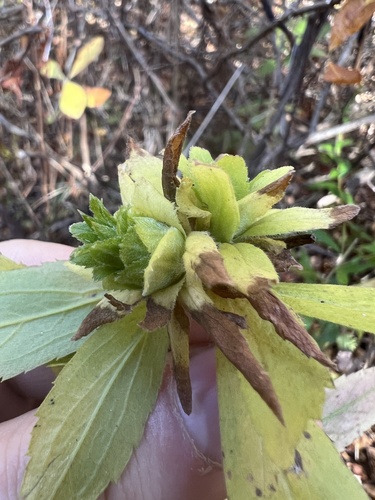 Unknown species found near Shark River Park, Wall Township, NJ, US