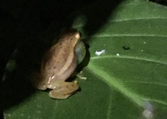 Dendropsophus mathiassoni