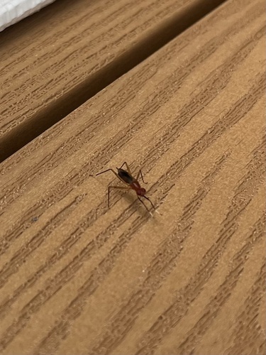 Unknown species found near The Campsites at Disney's Fort Wilderness Resort, Bay Lake, FL, US