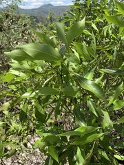 Coptosperma rhodesiacum