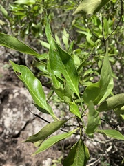 Coptosperma rhodesiacum