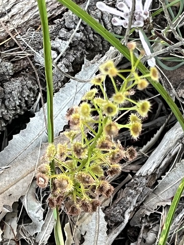 leafy sundew (Drosera porrecta)