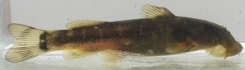Pennant suckermouth catlet (Chiloglanis anoterus) — Mochokidae