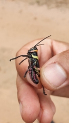 Xestotrachelus robustus