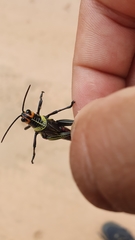 Xestotrachelus robustus