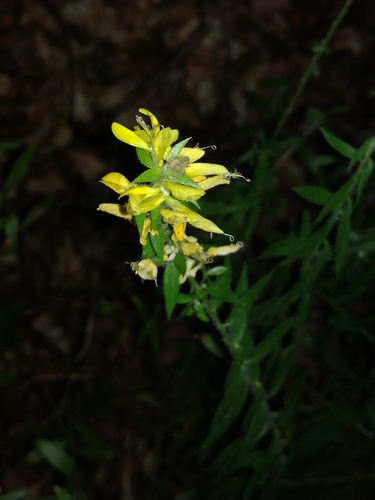 kručinka farbiarska (Genista tinctoria)