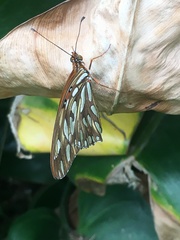 Dione vanillae