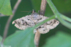 Toxonprucha repentis