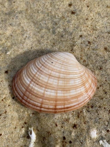 Callista planatella observed 2025-10-26