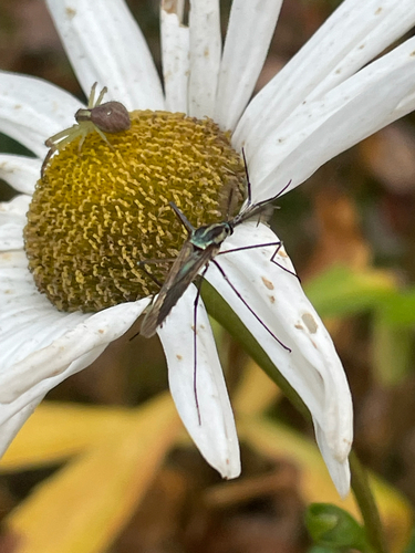 Unknown species found near Gifford Rd, Westport, MA, US
