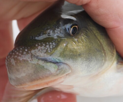 Leaden labeo (Labeo molybdinus) — Cyprinidae — 5