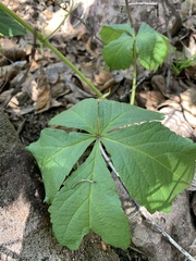 Cyphostemma lanigerum