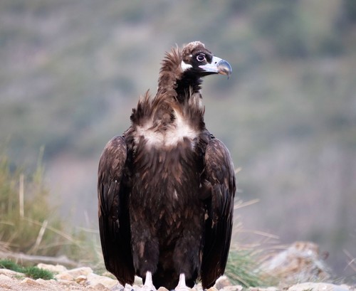 Cinereous Vulture