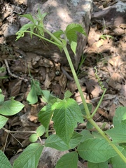 Cyphostemma lanigerum