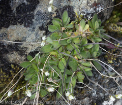 Draba lonchocarpa