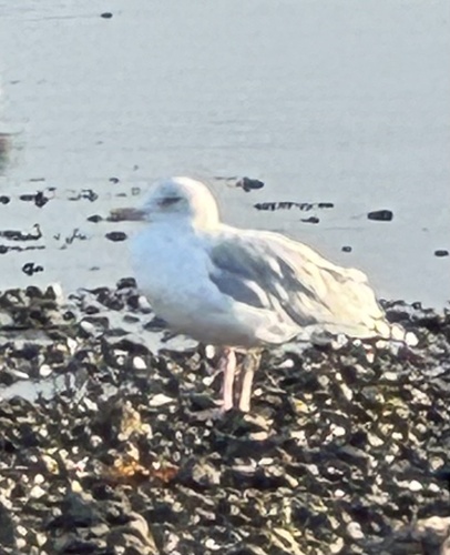 Herring Gull