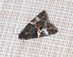 Melipotis punctifinis