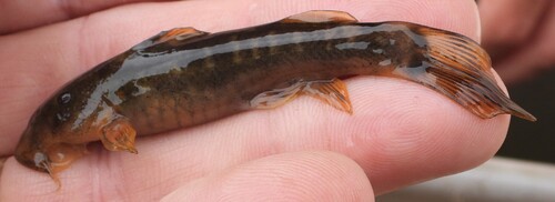 Wimpel-zuigmeerval (Chiloglanis anoterus) — Mochokidae — 3