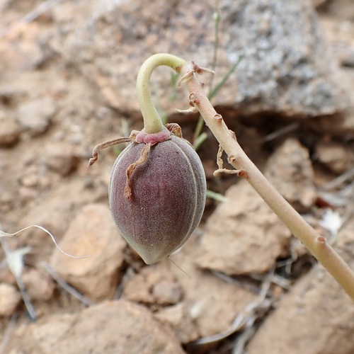Cochlospermum palmatifidum, photograph 3