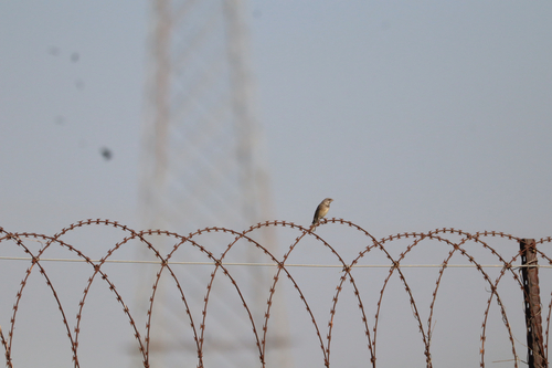 Black-throated Canary (Crithagra atrogularis), photo 8