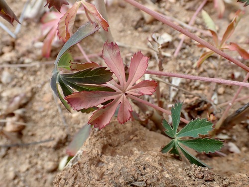Cochlospermum palmatifidum, photograph 4