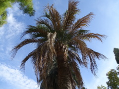 Butia capitata