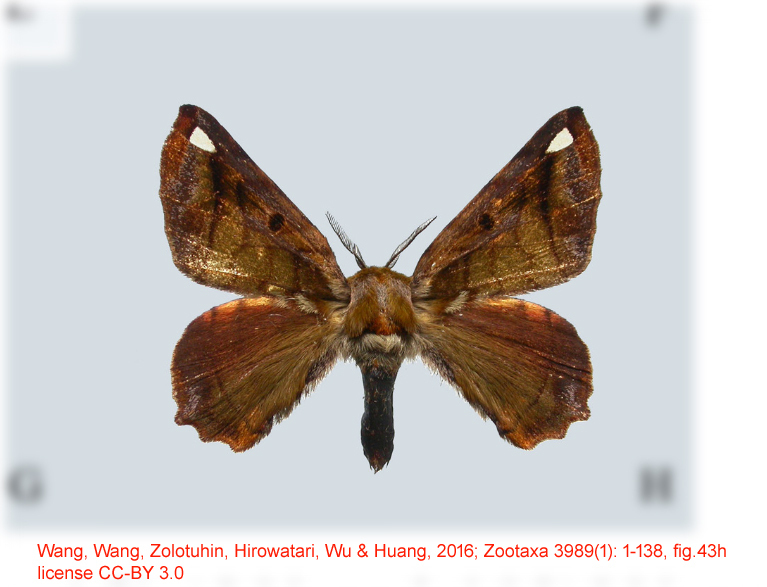 Prismosticta tianpinga