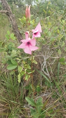Mandevilla pohliana