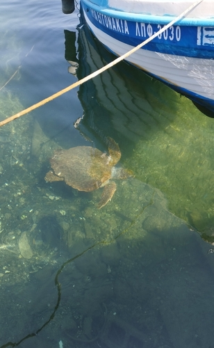 Caretta caretta