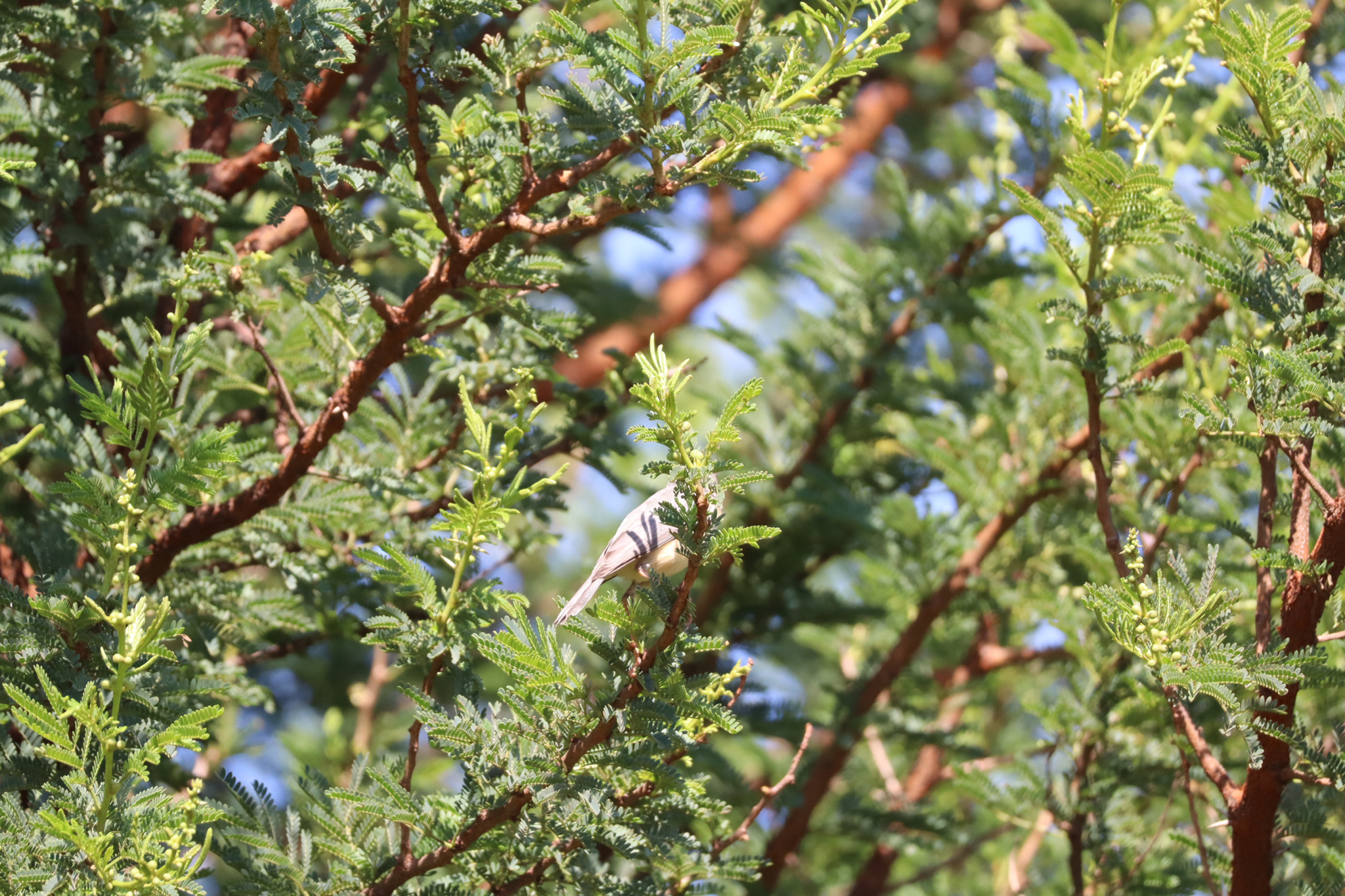 Burnt-necked Eremomela (Eremomela usticollis), photo 3