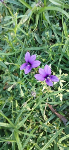 Monopsis simplex, photograph 1