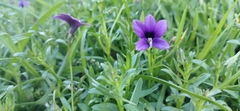 Monopsis simplex