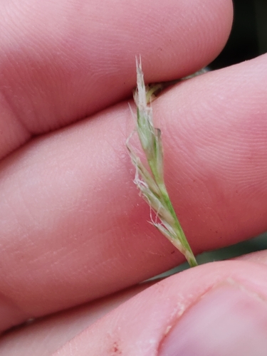 Sesleria autumnalis, photograph 2