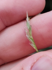 Sesleria autumnalis, photograph (c) Ljaž, some rights reserved (CC BY)