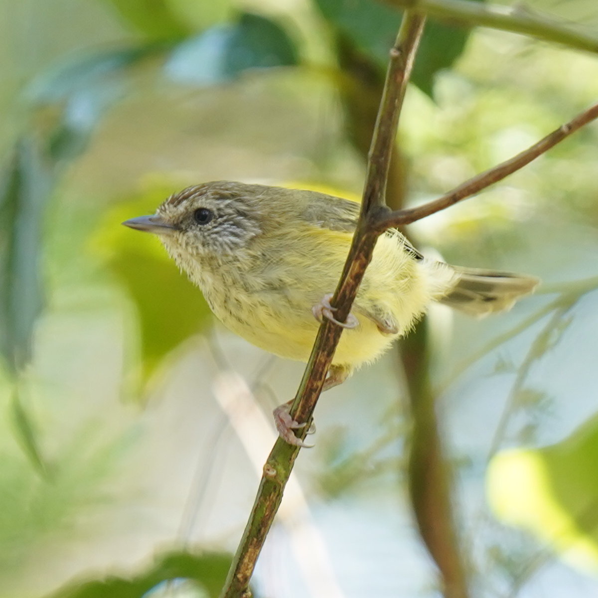 Acanthiza lineata Gould, 1838