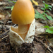 Orange Grisette - Photo (c) snsergeevna, some rights reserved (CC BY-NC), uploaded by snsergeevna