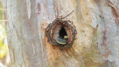 Common Tree Snake sighting
