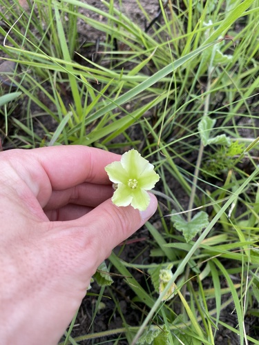Natal Bindweed (Convolvulus natalensis)