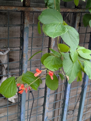 Runner bean (Phaseolus coccineus)