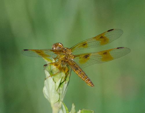 Mexican Amberwing