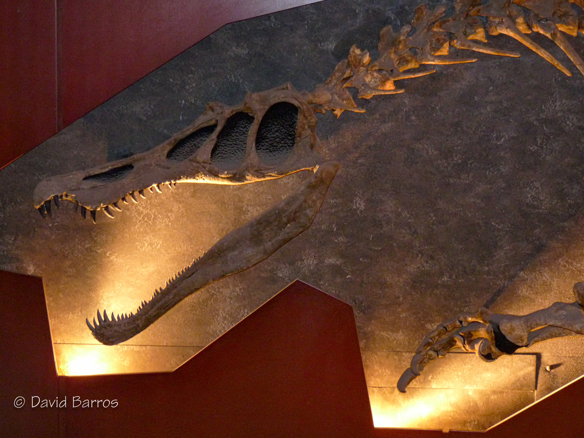 Baryonyx Full Skeleton
