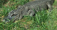 Alligator sinensis