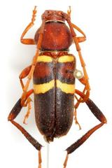 Aethecerinus wilsonii