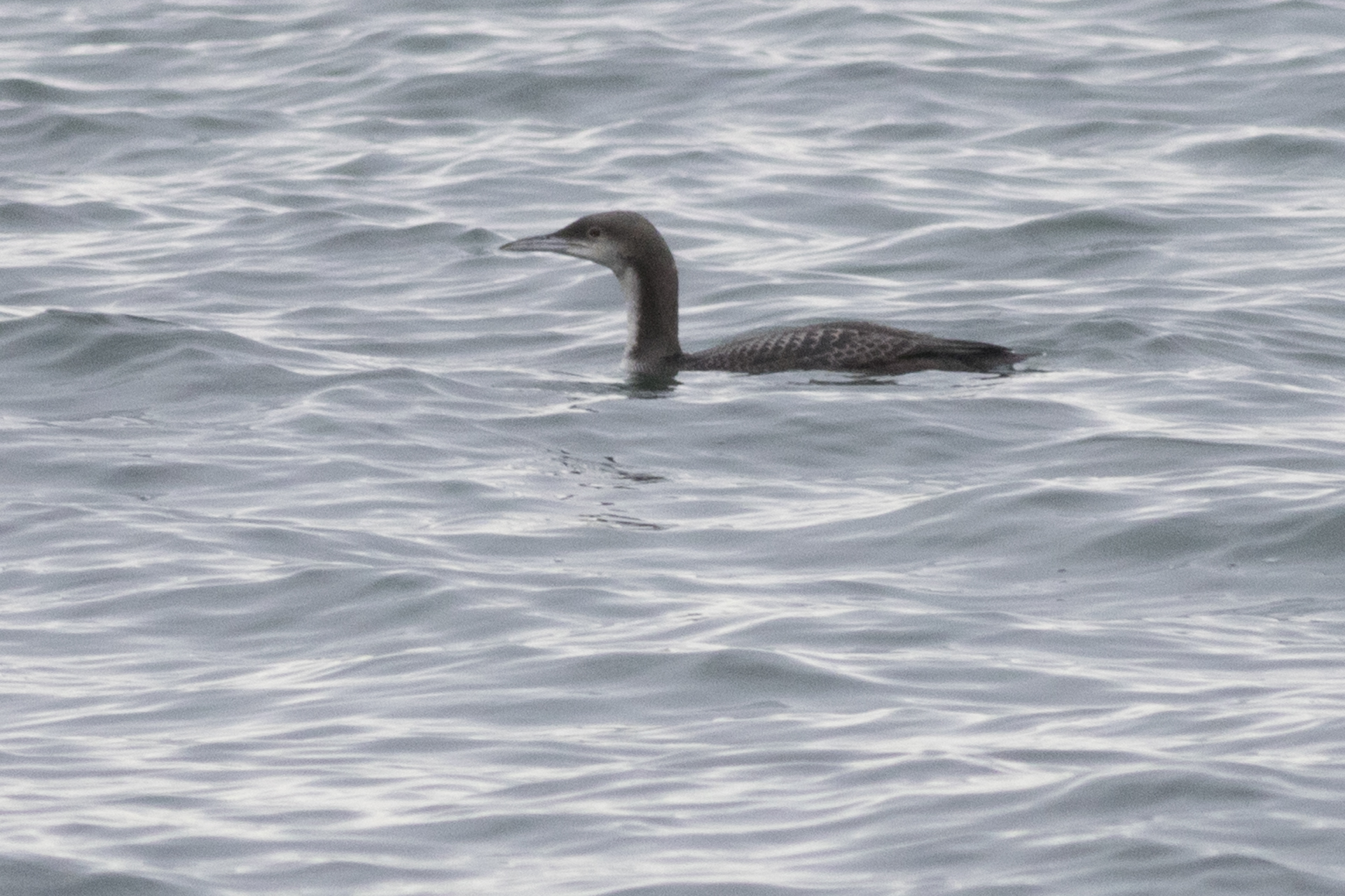 Pacific Loon