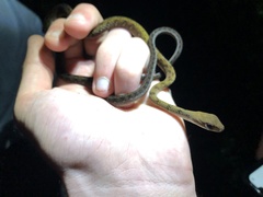 Dendrophidion dendrophis