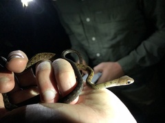 Dendrophidion dendrophis