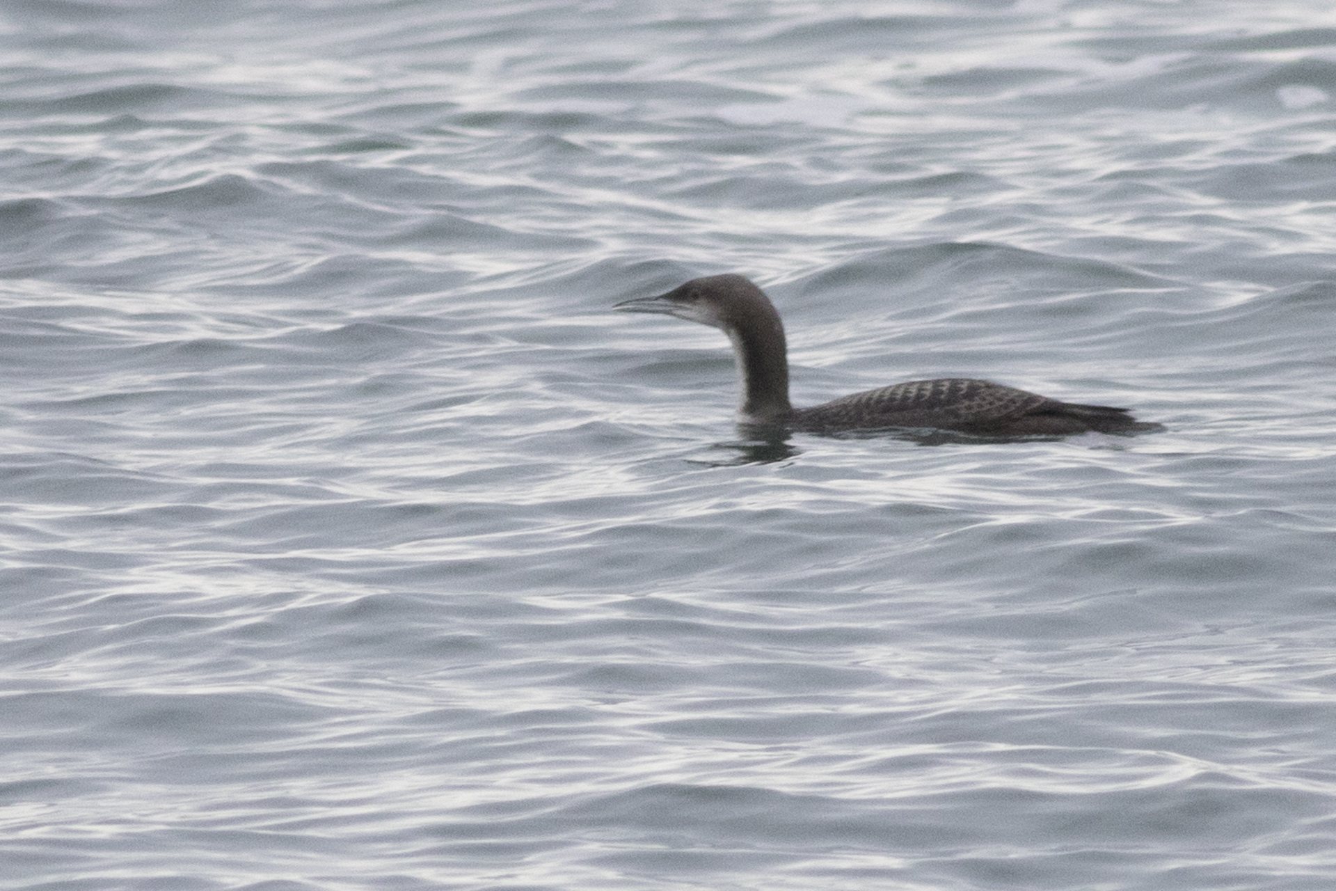 Pacific Loon