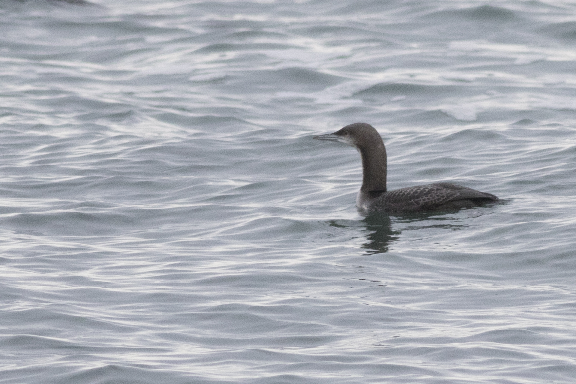 Pacific Loon