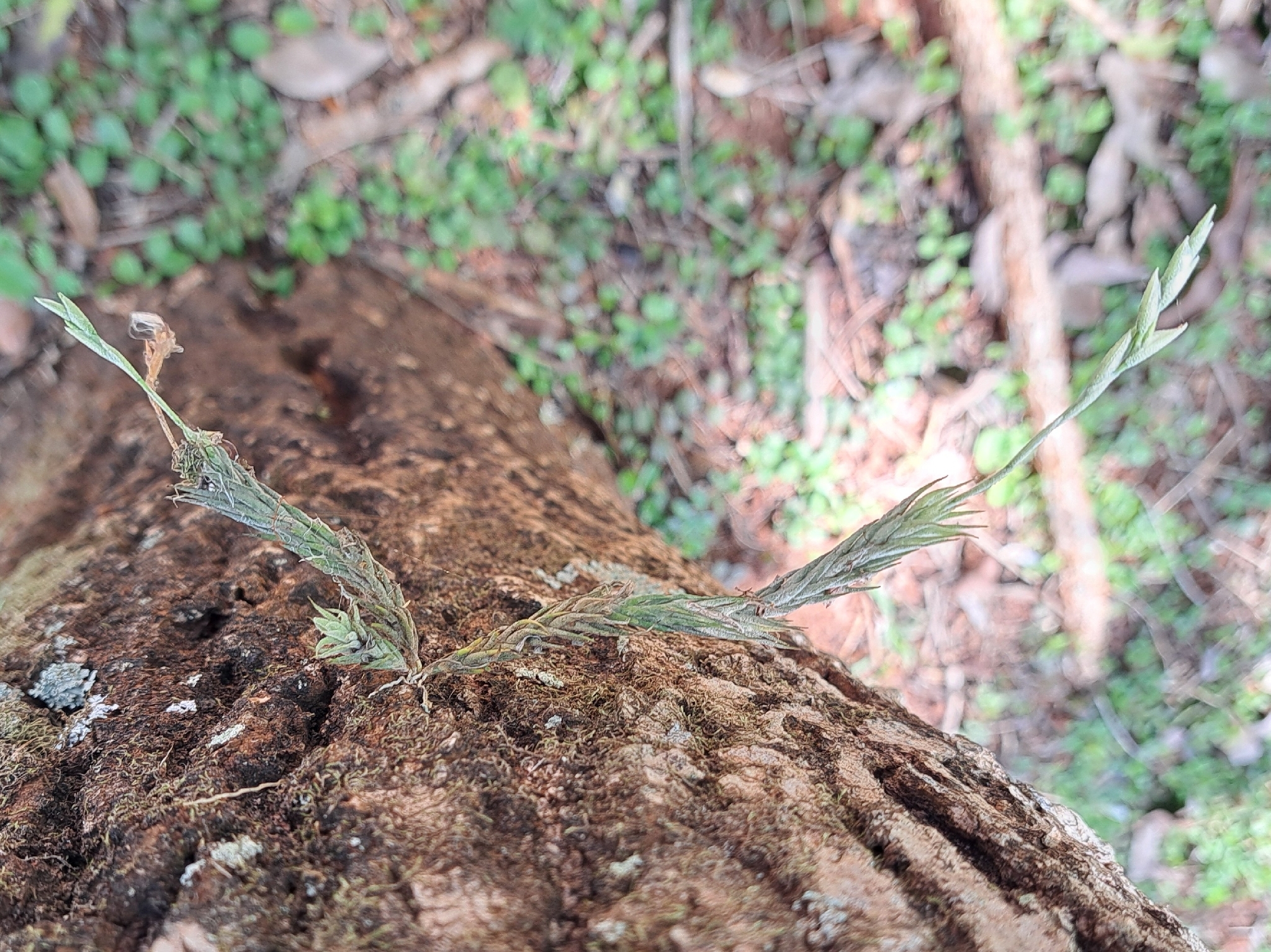 Tillandsia tricholepis
