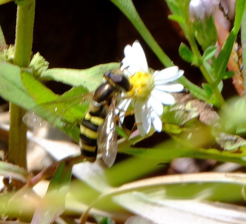 Unknown species found near Rockdale County, GA, USA